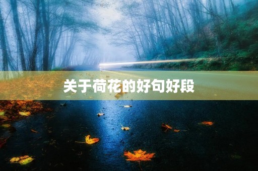 关于荷花的好句好段