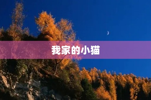 我家的小猫