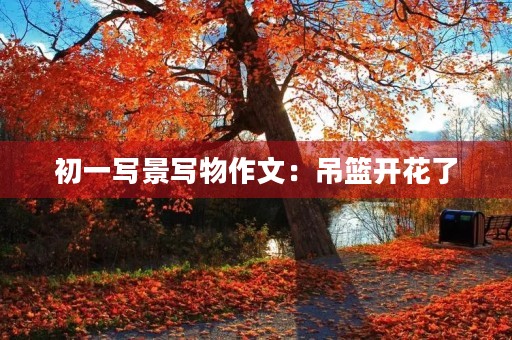 初一写景写物作文：吊篮开花了