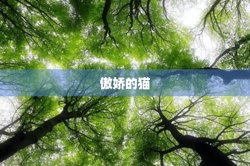 傲娇的猫 傲娇的猫