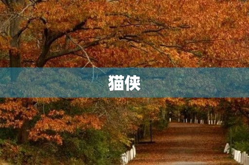 猫侠