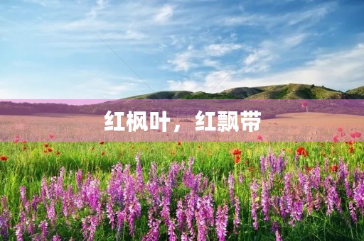 红枫叶,红飘带 红枫叶,红飘带