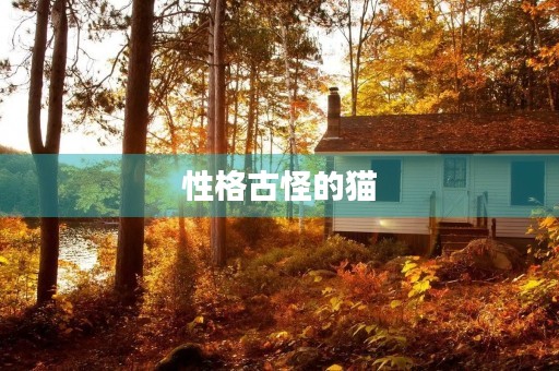 性格古怪的猫