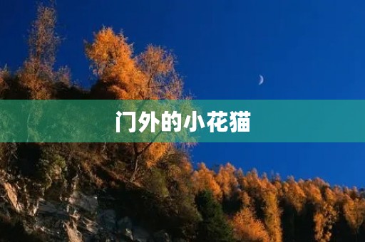 门外的小花猫