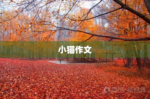 小猫作文