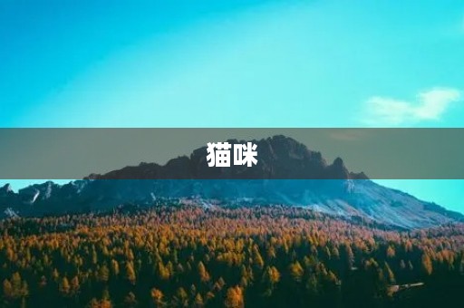 猫咪