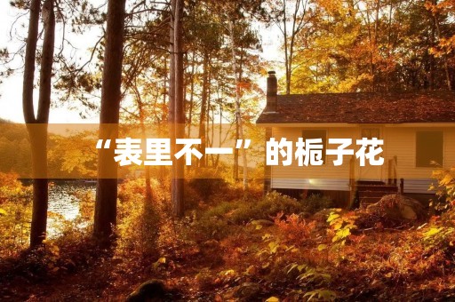“表里不一”的栀子花 “表里不一”的栀子花