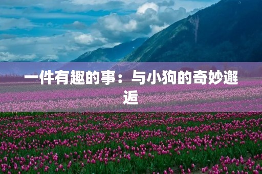 一件有趣的事:与小狗的奇妙邂逅 一件有趣的事:与小狗的奇妙邂逅