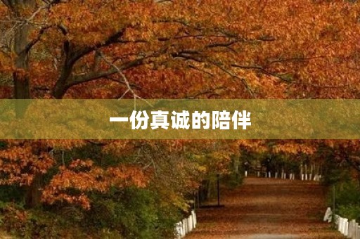 一份真诚的陪伴