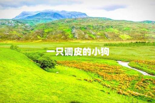 一只调皮的小狗