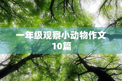 一年级观察小动物作文10篇