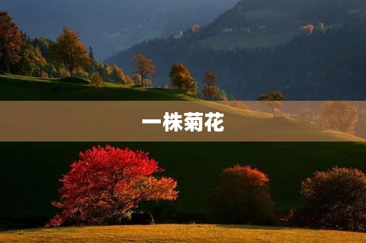 一株菊花