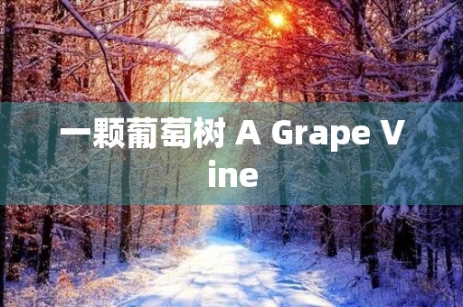 一颗葡萄树 A Grape Vine