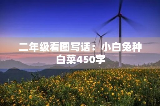 二年级看图写话：小白兔种白菜450字