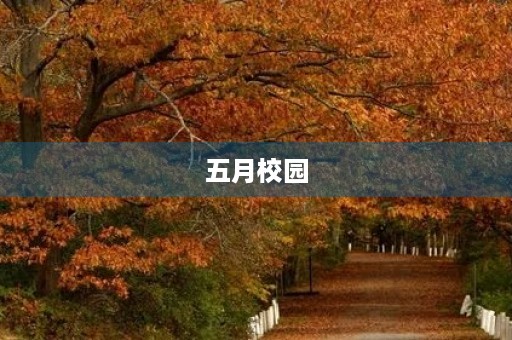 五月校园,丁香花开 五月校园,丁香花开