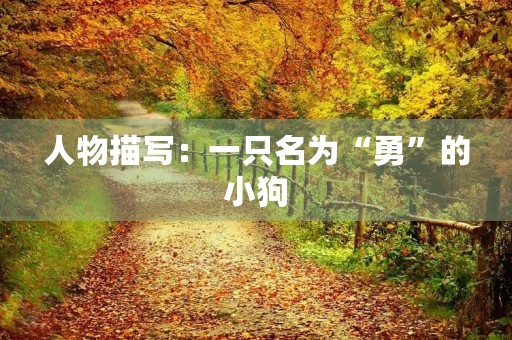 人物描写：一只名为“勇”的小狗