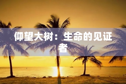 仰望大树:生命的见证者 仰望大树:生命的见证者