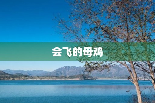 会飞的母鸡