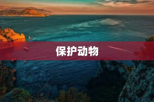 保护动物，从我做起