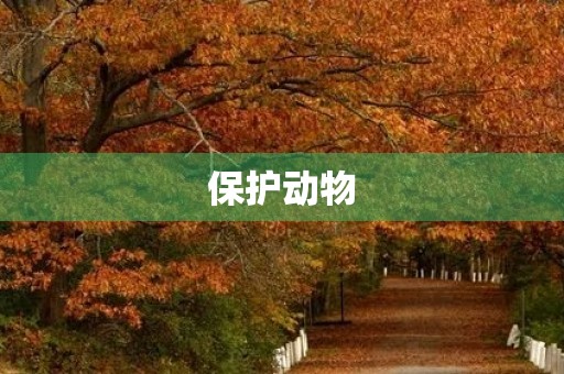 保护动物，共建和谐世界