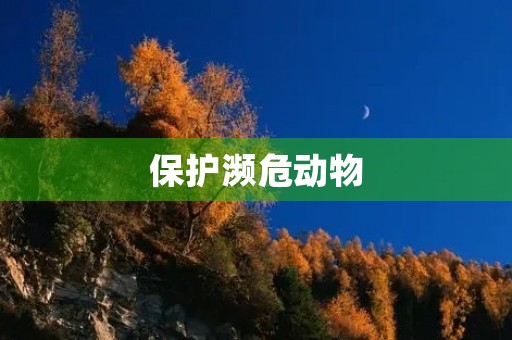 保护濒危动物,让地球更美好 保护濒危动物,让地球更美好