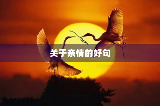 关于亲情的好句(关于亲情的好句摘抄)