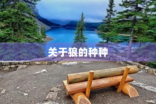 关于狼的种种 关于狼的种种