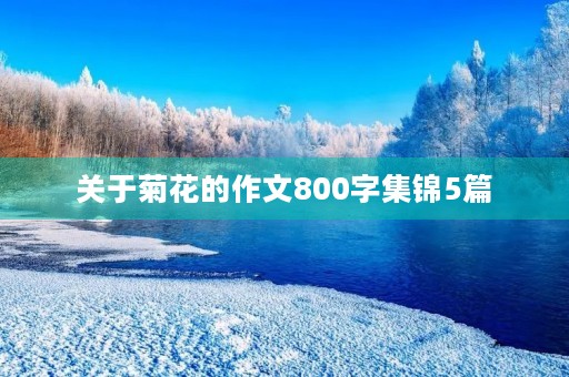关于菊花的作文800字集锦5篇