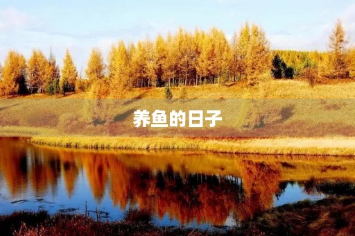 养鱼的日子