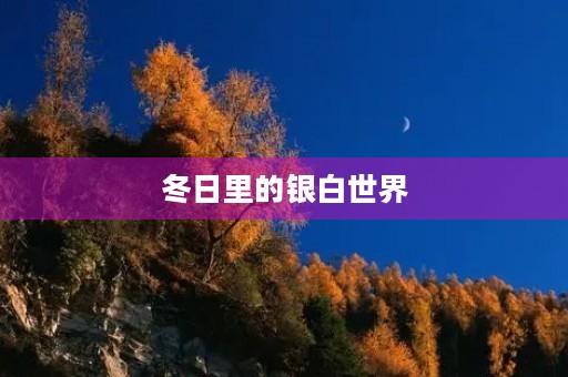 冬日里的银白世界 冬日里的银白世界