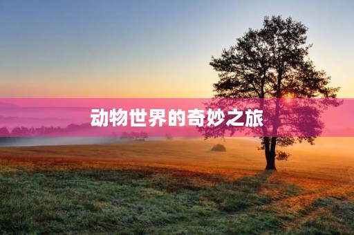 动物世界的奇妙之旅