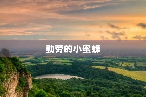 勤劳的小蜜蜂 勤劳的小蜜蜂