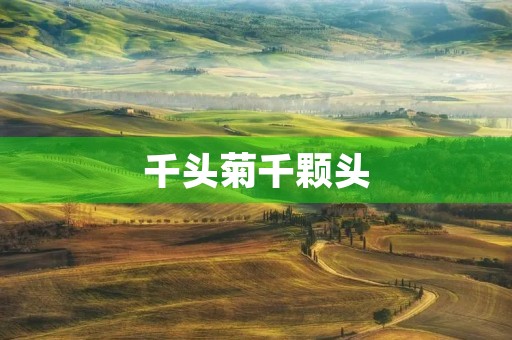 千头菊千颗头 千头菊千颗头