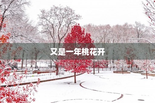 又是一年桃花开 又是一年桃花开