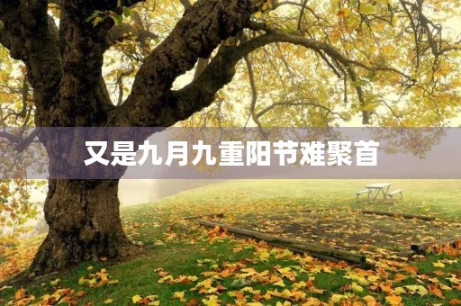 又是九月九重阳节难聚首(重阳节最佳诗句) 又是九月九重阳节难聚首(重阳节最佳诗句)