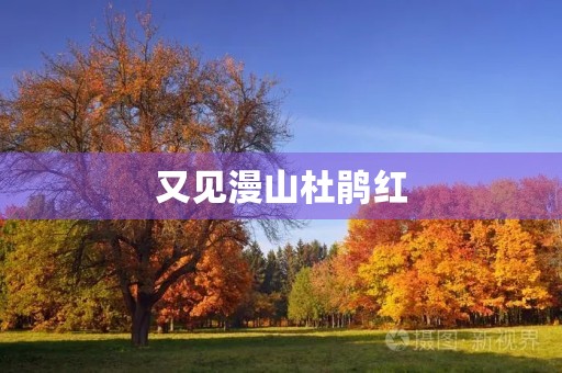 又见漫山杜鹃红