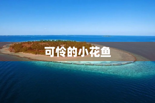 可怜的小花鱼