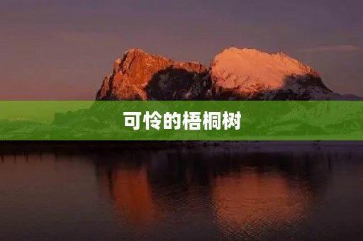 可怜的梧桐树
