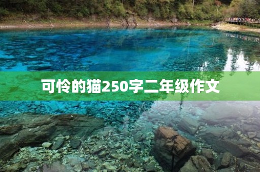 可怜的猫250字二年级作文