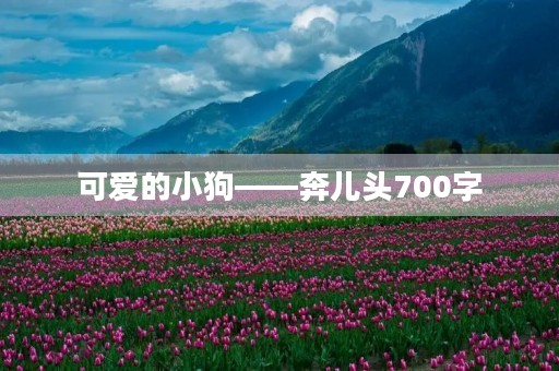 可爱的小狗——奔儿头700字 可爱的小狗——奔儿头700字