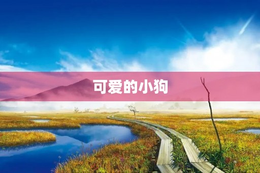 可爱的小狗，让人爱不释手