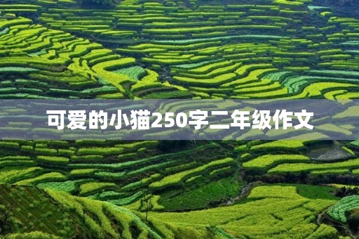可爱的小猫250字二年级作文