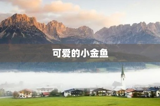可爱的小金鱼 可爱的小金鱼