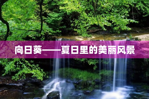 向日葵——夏日里的美丽风景