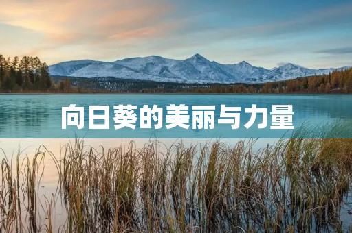 向日葵的美丽与力量 向日葵的美丽与力量