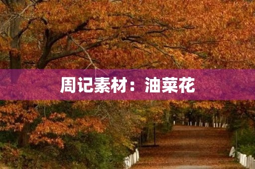 周记素材：油菜花
