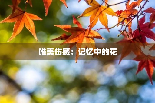 唯美伤感:记忆中的花 唯美伤感:记忆中的花