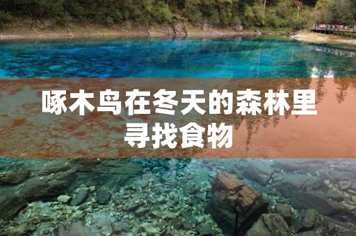 啄木鸟在冬天的森林里寻找食物，却意外地来到了超市里！这场奇妙的遭遇让我深感惊奇。