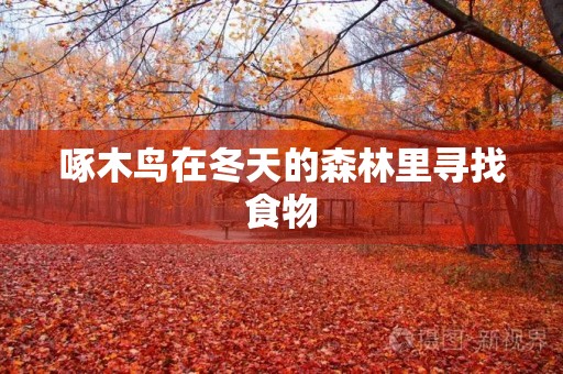 啄木鸟在冬天的森林里寻找食物 啄木鸟在冬天的森林里寻找食物