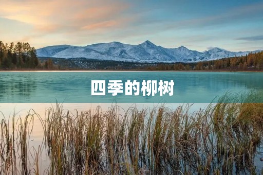 四季的柳树